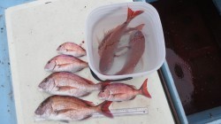 はらまる 釣果 投稿