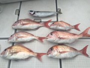 シーマジカル 釣果