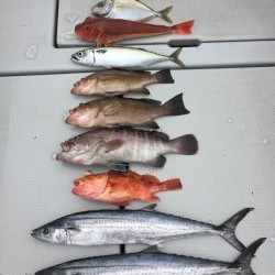 オーシャンキッズ 釣果 投稿