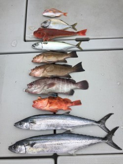 オーシャンキッズ 釣果 投稿