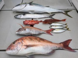 オーシャンキッズ 釣果 投稿