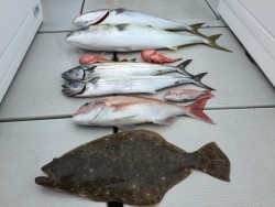 オーシャンキッズ 釣果 投稿