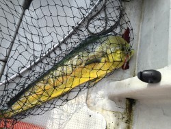 オーシャンキッズ 釣果