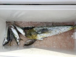 オーシャンキッズ 釣果