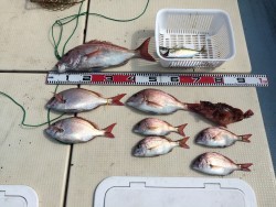 リトルワン 釣果