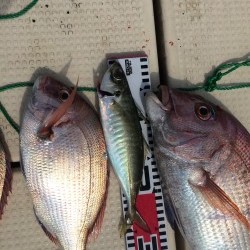 リトルワン 釣果