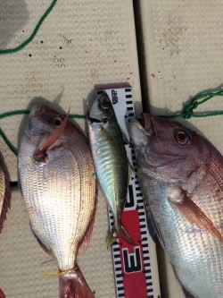 リトルワン 釣果