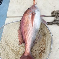 リトルワン 釣果