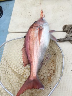 リトルワン 釣果