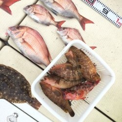 リトルワン 釣果