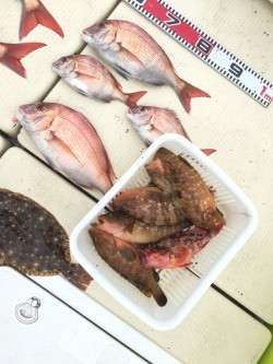 リトルワン 釣果