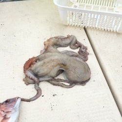 リトルワン 釣果