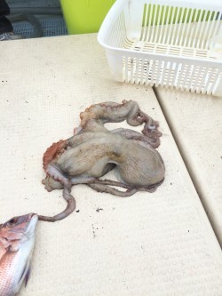 リトルワン 釣果