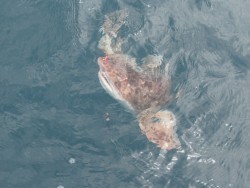 Aquanaut(アクアノート) 釣果 投稿