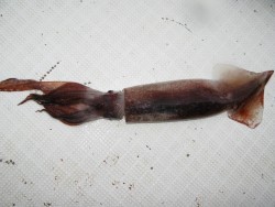 Aquanaut(アクアノート) 釣果 投稿