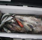 Aquanaut（アクアノート） 釣果 投稿