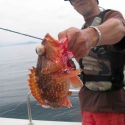 Aquanaut（アクアノート） 釣果 投稿