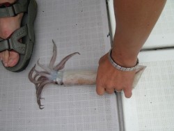 Aquanaut（アクアノート） 釣果 投稿