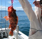 Aquanaut（アクアノート） 釣果