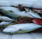 Aquanaut（アクアノート） 釣果