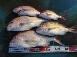 アジアマリンサービス 釣果 投稿