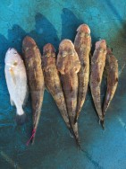 アジアマリンサービス 釣果 投稿