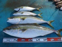 アジアマリンサービス 釣果 投稿