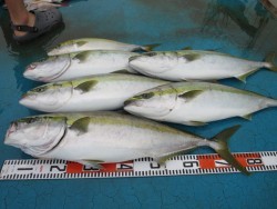 アジアマリンサービス 釣果