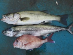 アジアマリンサービス 釣果