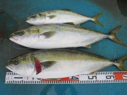 アジアマリンサービス 釣果