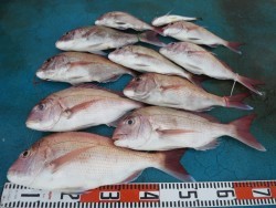 アジアマリンサービス 釣果