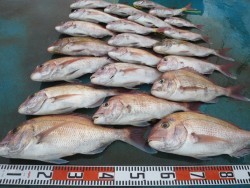 アジアマリンサービス 釣果