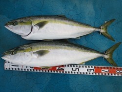 アジアマリンサービス 釣果