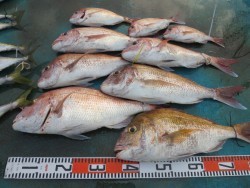 アジアマリンサービス 釣果