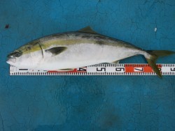 アジアマリンサービス 釣果