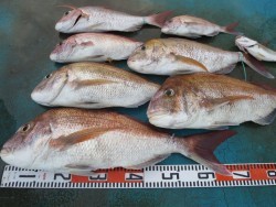 アジアマリンサービス 釣果