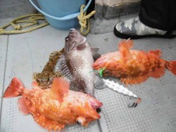 ハピネスⅡ 釣果 投稿