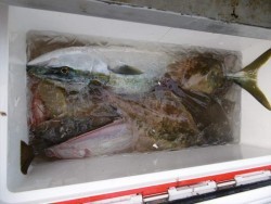 ハピネスⅡ 釣果