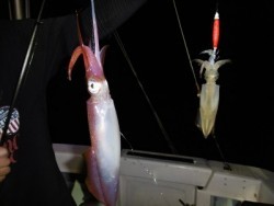 ハピネスⅡ 釣果