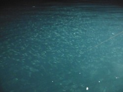 ハピネスⅡ 釣果