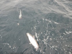 ハピネスⅡ 釣果 投稿