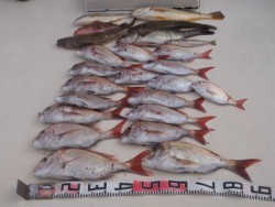 城丸 釣果 投稿