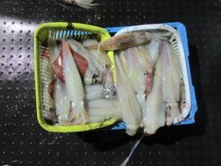 ジギング船 BLUEWATER 釣果 投稿