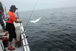 IZANAGI　イザナギ 釣果