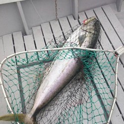 IZANAGI　イザナギ 釣果