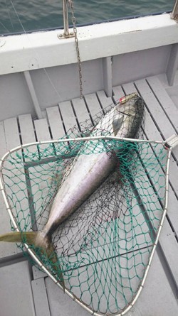 IZANAGI　イザナギ 釣果