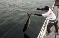 IZANAGI　イザナギ 釣果