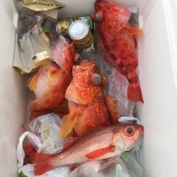 かいもん丸 釣果