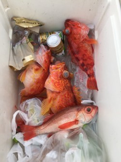 かいもん丸 釣果