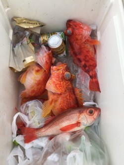 かいもん丸 釣果